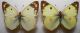 colias 003 (2).jpg