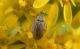 Byrrhus sp Basse di Roncocesi RE 18-10-13 554x.jpg