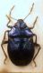 Zicrona caerulea ..JPG