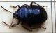 Zicrona caerulea .JPG