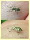 probabile Phyllobius sp..jpg