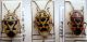 Eurydema ornata .JPG