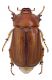 smallAmphimallon vernale.jpg