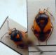 Deraeocoris sp.JPG