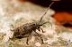 IMG_9742_Mesosa_curculionides.jpg