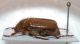 Amphimallon sp. 1c.jpg
