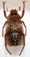 Amphimallon sp. 2b.jpg