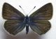 P. icarus f. nera.jpg
