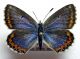 P. bellargus f. ceronus.jpg