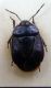 Canthophorus melanopterus .JPG