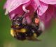 IMGP1128_Bumblebee_&_mite_sm.JPG