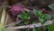 IMGP1235_PinkGrasshopper_sm_Q.JPG