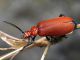 Pyrochroa serraticornis  (Scopoli, 1763).jpg
