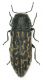 Acmaeodera_cisti.jpg