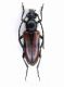 Vadonia unipunctata.jpg