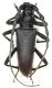 Cerambyx sp. - Grecia Kalampaka , bosco di Vlakava VI-2013 .JPG