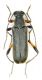 Grammoptera sp.-Grecia , Kalampaka , Kastania 1300-1400m VI-2013 leg Sola C..JPG