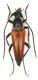 Stenurella Sp.- Grecia , Kalampaka , bosco di Vlakava VI-2013 leg Sola C..JPG