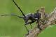 Cerambice---Cerambycidae-Latreille,-1802_6665_01.jpg