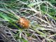 Firminus-ciliatus---maschio.jpg