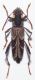 Calanthemis.jpg