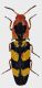 Elateridae-Gabon.jpg