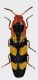 Elateridae-Gabon.jpg