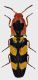 Elateridae-Gabon.jpg