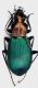 Chlaenius aeratus.JPG