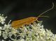 20130821chanousia.jpg