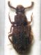 IMG_4102aa Corticus celtis Germar 1824 (Zopher).JPG