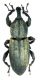 Curculionidae , ITALIA , Savona Altare, Val Bormida , VII-2011 leg Sola C..JPG