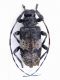 TR Ardanuc (Artvin) m. 700 14.VII.2006.jpg
