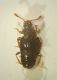 bibloporus01 s.martino 7.12.13.JPG