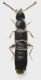 Staphylinidae_Settebagni_25-XI-2013_15_2,3mm_grey.jpg