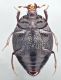 Pelorurus ventral - Forum.jpg