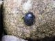 laticollis.jpg