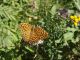 DSCF3137.JPG