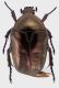 P cuprea cuprina_Macin_Forum.jpg