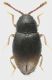 Cryptophagidae_Settebagni_25-XI-2013_1,55mm_grey.jpg