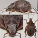 Leptolepurus-meridionalis.jpg