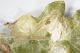 leafminer_3.jpg