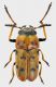 Tituboea tredecimpunctata.jpg