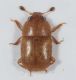 Nitidulidae-C-Epuraea.jpg