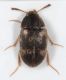 Mycetophagidae.jpg