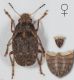 Araecerus-fasciculatus-female-up-copia.jpg