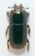 histeridae 1b.jpg