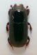 histeridae 2a.jpg