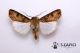 Agrotis segetum ♂ 20131223 XXX.jpg