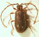 aa ptinid3 3.6mm.JPG